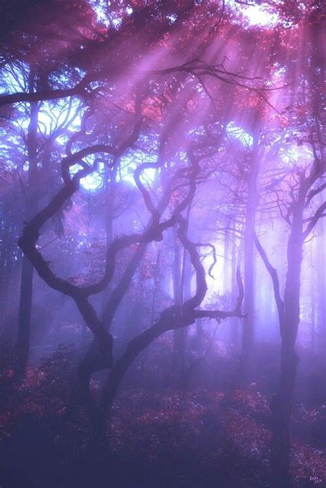 Enchanted Forest | Magic aesthetic, Violet aesthetic, Purple aesthetic