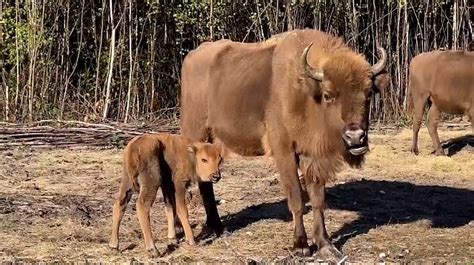 Wild baby bison born in the UK for first time in thousands of years after surprise pregnancy ...