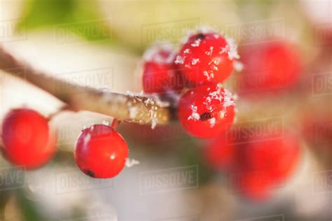 Close-up of holly berries, studio shot - Stock Photo - Dissolve