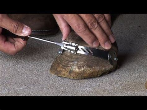 New Barefoot Hoof Trimming Tools from www.evohoofcare.com - YouTube in 2020 | Horse care, Horse ...