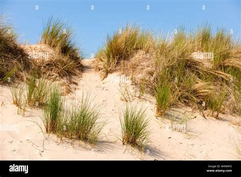 dune landscape with beach grass Stock Photo - Alamy