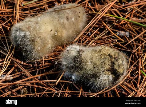 a species of fungus within the order Mucorales, likely Rhizopus ...