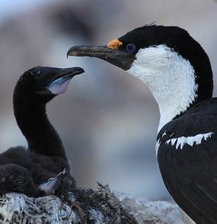 Antarctic Shag with chick at Jougla Point, Antarctica | Flickr