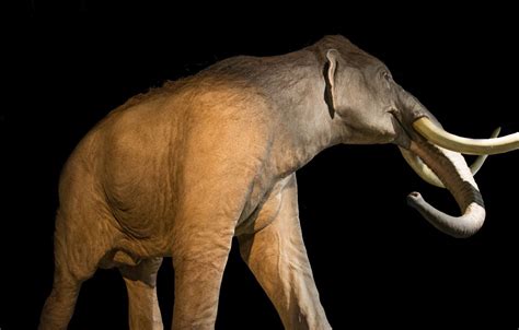 INAH archaeologists discover 60 mammoths