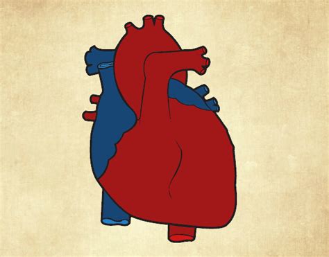 Dibujo de Corazón humano pintado por en Dibujos.net el día 07-05-20 a las 20:41:50. Imprime ...