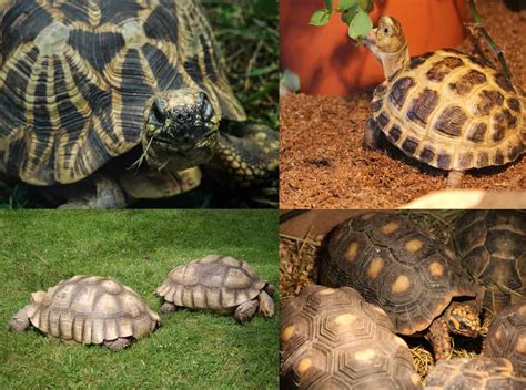 Can Different Species of Tortoise be Kept Together? - Tortoise Expert