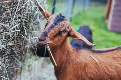 The Foods That Goats Eat - Livestocking