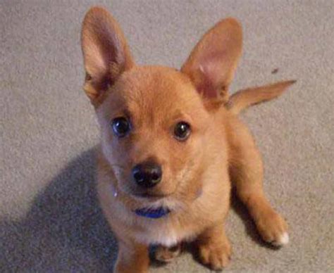 The Corgi Chihuahua Mix (AKA Chigi) Might Just Be Your Dream Dog ...