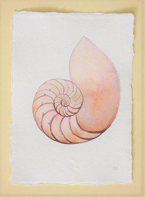 Chambered Nautilus Drawing at PaintingValley.com | Explore collection ...