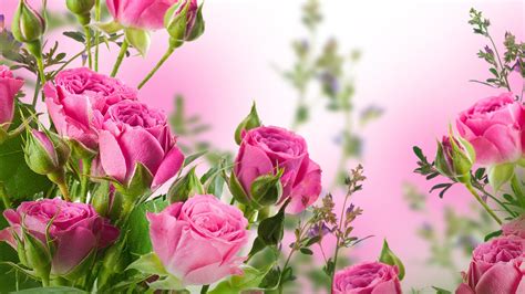 Pink rose flowers, garden #Pink #Rose #Flowers #Garden #4K #wallpaper #hdwallpaper #desktop ...