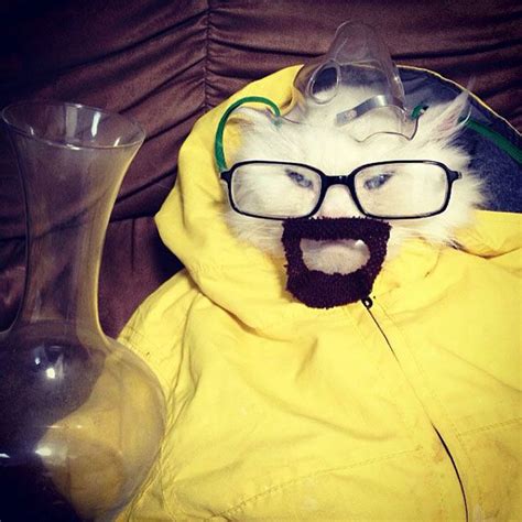 See a Cat Dressed Up As Breaking Bad's Walter White