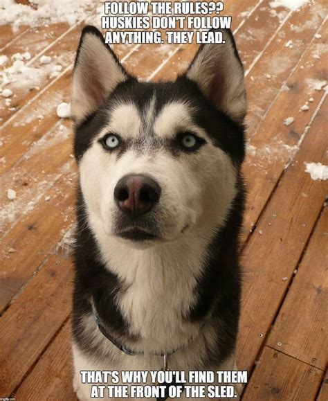 Siberian Husky #siberianhusky - Funny Dog Quotes #funnydogquotes #funnydog #dog - The post ...