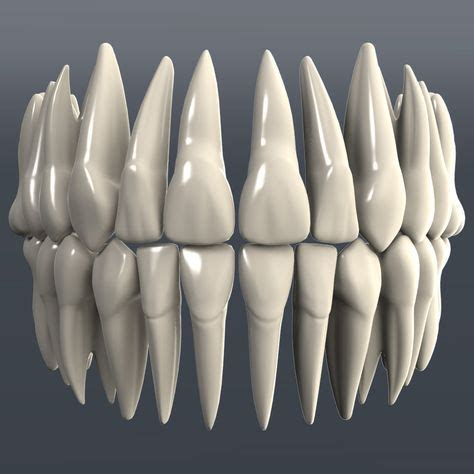 Dental 3D Model - 3D Model | Dental anatomy, Teeth art, Dental art