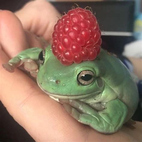 Berry Frog : WednesdayFrogPics