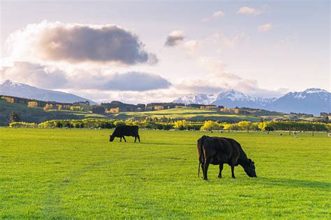 New Zealand Dairy Farm Stock Photos, Pictures & Royalty-Free Images ...