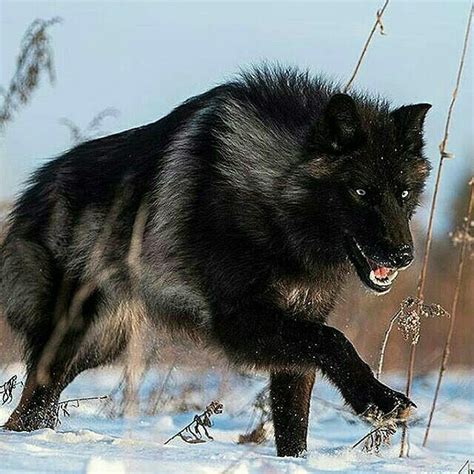 Native American Indian Dog | Wolf dog, Wolf photography, Wolf running