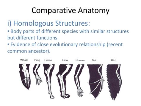 02 evidence of evolution comparative anatomy