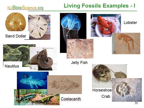 Living Fossils Examples - I