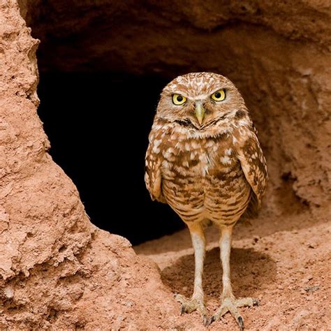 an owl standing in the middle of a cave