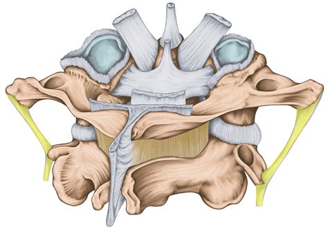 What Are the Intertransverse Ligaments? - Regenexx