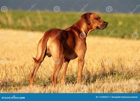 Dog Paws Rhodesian Ridgeback Royalty-Free Stock Photo | CartoonDealer.com #93123111