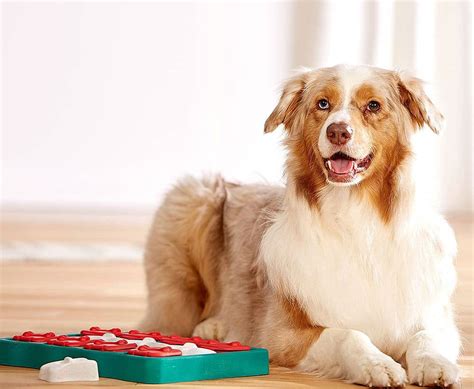 best dog puzzle toys - shop.prabhusteels.com