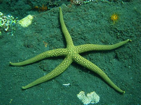 Cool green starfish | Ocean life, Marine aquarium, Underwater