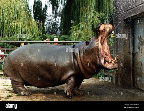 Animals Hippopotamus at Chessington Zoo September 1989 Stock Photo - Alamy