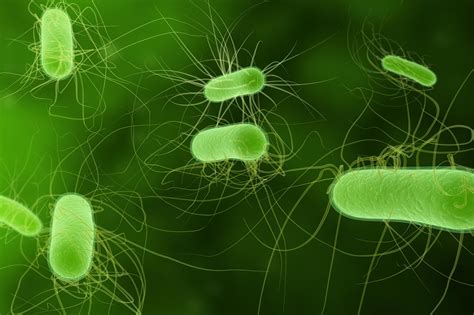 Researchers Evolve Bacteria That Consume CO2 for Energy