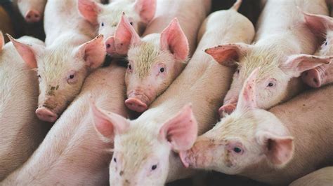 Piggery formally refused in southern NSW on environmental grounds - ABC ...