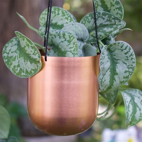 Modern Hanging Copper Cachepot Potted | Hanging planters, Wall planter, Hanging