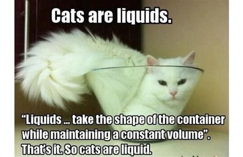 Pin by Lou Munden on Humor | Cat memes, Science memes, Cats