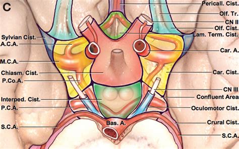 Inferior View of Basal Cisterns | Neuroanatomy | The Neurosurgical Atlas