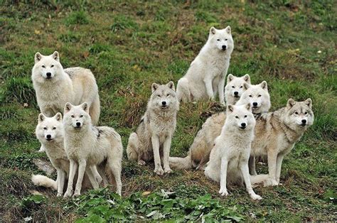 Beautiful pack of white wolves | Wolf dog, Animals wild, Arctic wolf