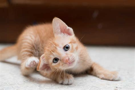 Sarcoptic Mange in Cats | Small Door Veterinary