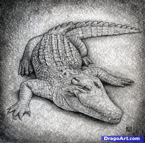 how to draw a crocodile | Guided drawing, Animal drawings, Drawings