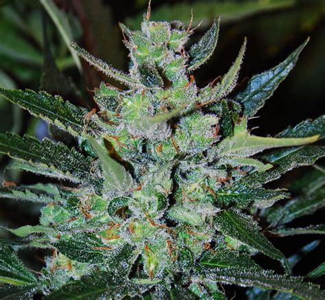 Jack Herer Auto (by Expert Seeds) :: SeedFinder :: Info de Variedad