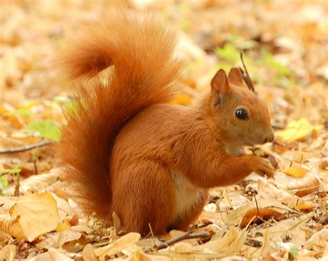File:Red Squirrel - Lazienki.JPG - Wikipedia