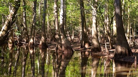 Congaree National Park Tours - Book Now | Expedia