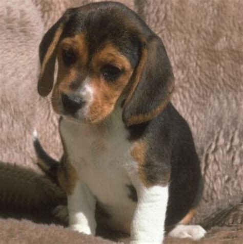 Miniature Beagles for Adoption | HubPages