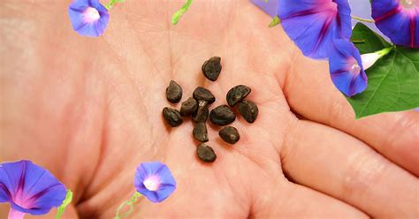 Morning Glory Seeds Heavenly Blue Trip