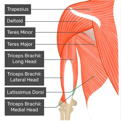 Tricep Curls: Do Them Like A Pro! • SpotMeBro.com