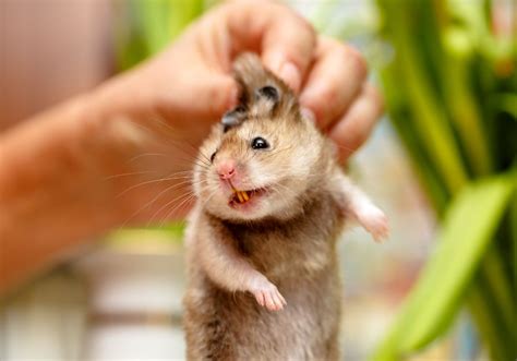 Can a vet trim overgrown hamster teeth? (A complete guide)