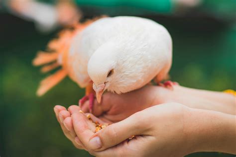 Close Up Photograph Of Person Feeding White Pigeon · Free Stock Photo
