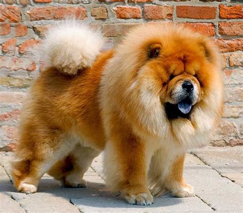 √ 7 Cutest Dog Breeds in the World | Chow dog breed, Chow chow dogs, Cute dogs breeds