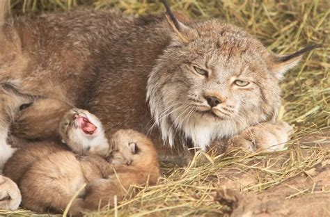 Lynx & Cubs