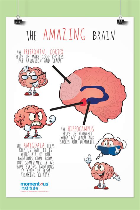 Brain Posters Are Available For Your Classroom These - vrogue.co