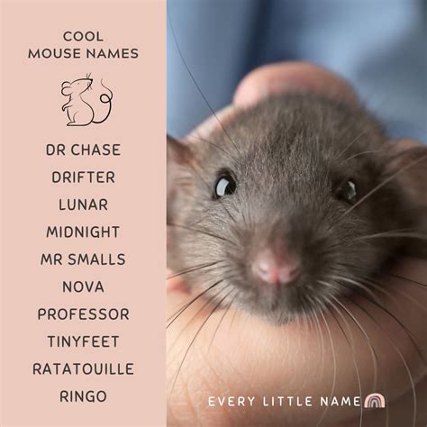 210+ Best Mouse Names (Cute, Clever, and Funny) - Every Little Name