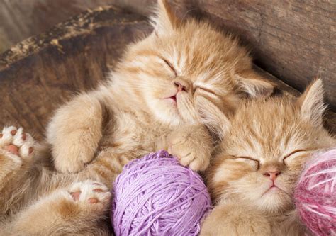 10 Cute Sleeping Cats