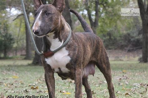 Brindle Girl Ch : Bull Terrier puppy for sale near Tulsa, Oklahoma. | 73a4d240-f421